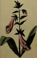 An illustration from Die Deutsche Giftpflanzen, : zur Verhütung der tragischen Vorfälle in den Haushaltungen, nach ihren botanischen Kennzeichen, nebst den Heilungsmitteln / von Johann Samuel Halle. (1784)