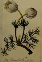 An illustration from Die Deutsche Giftpflanzen, : zur Verhütung der tragischen Vorfälle in den Haushaltungen, nach ihren botanischen Kennzeichen, nebst den Heilungsmitteln / von Johann Samuel Halle. (1784)