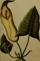 An illustration from Die Deutsche Giftpflanzen, : zur Verhütung der tragischen Vorfälle in den Haushaltungen, nach ihren botanischen Kennzeichen, nebst den Heilungsmitteln / von Johann Samuel Halle. (1784)
