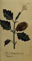 An illustration from Die Deutsche Giftpflanzen, : zur Verhütung der tragischen Vorfälle in den Haushaltungen, nach ihren botanischen Kennzeichen, nebst den Heilungsmitteln / von Johann Samuel Halle. (1784)