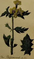 An illustration from Die Deutsche Giftpflanzen, : zur Verhütung der tragischen Vorfälle in den Haushaltungen, nach ihren botanischen Kennzeichen, nebst den Heilungsmitteln / von Johann Samuel Halle. (1784)