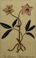 An illustration from Die Deutsche Giftpflanzen, : zur Verhütung der tragischen Vorfälle in den Haushaltungen, nach ihren botanischen Kennzeichen, nebst den Heilungsmitteln / von Johann Samuel Halle. (1784)
