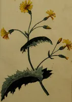 An illustration from Die Deutsche Giftpflanzen, : zur Verhütung der tragischen Vorfälle in den Haushaltungen, nach ihren botanischen Kennzeichen, nebst den Heilungsmitteln / von Johann Samuel Halle. (1784)