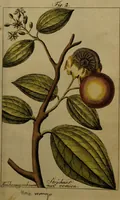 An illustration from Die Deutsche Giftpflanzen, : zur Verhütung der tragischen Vorfälle in den Haushaltungen, nach ihren botanischen Kennzeichen, nebst den Heilungsmitteln / von Johann Samuel Halle. (1784)