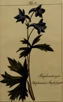 An illustration from Die Deutsche Giftpflanzen, : zur Verhütung der tragischen Vorfälle in den Haushaltungen, nach ihren botanischen Kennzeichen, nebst den Heilungsmitteln / von Johann Samuel Halle. (1784)