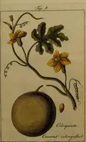 An illustration from Die Deutsche Giftpflanzen, : zur Verhütung der tragischen Vorfälle in den Haushaltungen, nach ihren botanischen Kennzeichen, nebst den Heilungsmitteln / von Johann Samuel Halle. (1784)