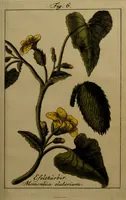 An illustration from Die Deutsche Giftpflanzen, : zur Verhütung der tragischen Vorfälle in den Haushaltungen, nach ihren botanischen Kennzeichen, nebst den Heilungsmitteln / von Johann Samuel Halle. (1784)