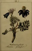 An illustration from Die Deutsche Giftpflanzen, : zur Verhütung der tragischen Vorfälle in den Haushaltungen, nach ihren botanischen Kennzeichen, nebst den Heilungsmitteln / von Johann Samuel Halle. (1784)
