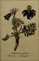 Picture 23 of 24 from Die Deutsche Giftpflanzen, : zur Verhütung der tragischen Vorfälle in den Haushaltungen, nach ihren botanischen Kennzeichen, nebst den Heilungsmitteln / von Johann Samuel Halle. (1784), leaf 307
