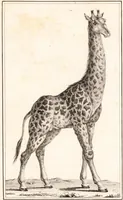 An illustration from Voyage de M. le Vaillant dans l'intérieur de l'Afrique par le Cap de Bonne Espérance, dans les années 1780 ... [-]85 / [François Le Vaillant]. (1790)