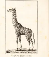 An illustration from Voyage de M. le Vaillant dans l'intérieur de l'Afrique par le Cap de Bonne Espérance, dans les années 1780 ... [-]85 / [François Le Vaillant]. (1790)