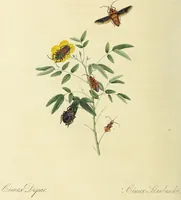 An illustration from An epitome of the natural history of the insects of China. Comprising figures and descriptions of upwards of one hundred new, singular, and beautiful species; together with some that are of importance in medicine, domestic economy, &c. The figures are accurately drawn, engraved and coloured, from specimens of the insects; the descriptions are arranged according to the system of Linnæus; with references to the writings of Fabricius, and other systematic authors / By E. Donovan. (1798)