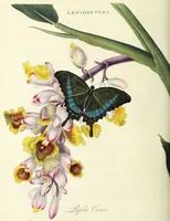 An illustration from An epitome of the natural history of the insects of China. Comprising figures and descriptions of upwards of one hundred new, singular, and beautiful species; together with some that are of importance in medicine, domestic economy, &c. The figures are accurately drawn, engraved and coloured, from specimens of the insects; the descriptions are arranged according to the system of Linnæus; with references to the writings of Fabricius, and other systematic authors / By E. Donovan. (1798)