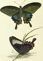 An illustration from An epitome of the natural history of the insects of China. Comprising figures and descriptions of upwards of one hundred new, singular, and beautiful species; together with some that are of importance in medicine, domestic economy, &c. The figures are accurately drawn, engraved and coloured, from specimens of the insects; the descriptions are arranged according to the system of Linnæus; with references to the writings of Fabricius, and other systematic authors / By E. Donovan. (1798)