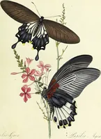 An illustration from An epitome of the natural history of the insects of China. Comprising figures and descriptions of upwards of one hundred new, singular, and beautiful species; together with some that are of importance in medicine, domestic economy, &c. The figures are accurately drawn, engraved and coloured, from specimens of the insects; the descriptions are arranged according to the system of Linnæus; with references to the writings of Fabricius, and other systematic authors / By E. Donovan. (1798)