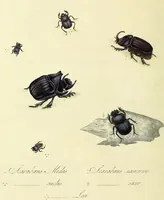 An illustration from An epitome of the natural history of the insects of China. Comprising figures and descriptions of upwards of one hundred new, singular, and beautiful species; together with some that are of importance in medicine, domestic economy, &c. The figures are accurately drawn, engraved and coloured, from specimens of the insects; the descriptions are arranged according to the system of Linnæus; with references to the writings of Fabricius, and other systematic authors / By E. Donovan. (1798)