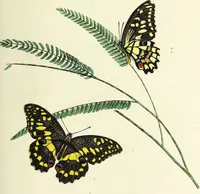 An illustration from An epitome of the natural history of the insects of China. Comprising figures and descriptions of upwards of one hundred new, singular, and beautiful species; together with some that are of importance in medicine, domestic economy, &c. The figures are accurately drawn, engraved and coloured, from specimens of the insects; the descriptions are arranged according to the system of Linnæus; with references to the writings of Fabricius, and other systematic authors / By E. Donovan. (1798)