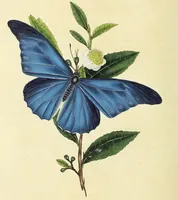 An illustration from An epitome of the natural history of the insects of China. Comprising figures and descriptions of upwards of one hundred new, singular, and beautiful species; together with some that are of importance in medicine, domestic economy, &c. The figures are accurately drawn, engraved and coloured, from specimens of the insects; the descriptions are arranged according to the system of Linnæus; with references to the writings of Fabricius, and other systematic authors / By E. Donovan. (1798)