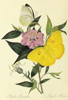 An illustration from An epitome of the natural history of the insects of China. Comprising figures and descriptions of upwards of one hundred new, singular, and beautiful species; together with some that are of importance in medicine, domestic economy, &c. The figures are accurately drawn, engraved and coloured, from specimens of the insects; the descriptions are arranged according to the system of Linnæus; with references to the writings of Fabricius, and other systematic authors / By E. Donovan. (1798)