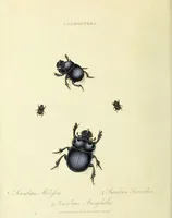 An illustration from An epitome of the natural history of the insects of China. Comprising figures and descriptions of upwards of one hundred new, singular, and beautiful species; together with some that are of importance in medicine, domestic economy, &c. The figures are accurately drawn, engraved and coloured, from specimens of the insects; the descriptions are arranged according to the system of Linnæus; with references to the writings of Fabricius, and other systematic authors / By E. Donovan. (1798)