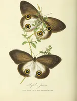 An illustration from An epitome of the natural history of the insects of China. Comprising figures and descriptions of upwards of one hundred new, singular, and beautiful species; together with some that are of importance in medicine, domestic economy, &c. The figures are accurately drawn, engraved and coloured, from specimens of the insects; the descriptions are arranged according to the system of Linnæus; with references to the writings of Fabricius, and other systematic authors / By E. Donovan. (1798)