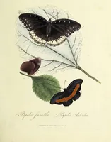 An illustration from An epitome of the natural history of the insects of China. Comprising figures and descriptions of upwards of one hundred new, singular, and beautiful species; together with some that are of importance in medicine, domestic economy, &c. The figures are accurately drawn, engraved and coloured, from specimens of the insects; the descriptions are arranged according to the system of Linnæus; with references to the writings of Fabricius, and other systematic authors / By E. Donovan. (1798)