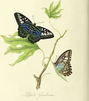 An illustration from An epitome of the natural history of the insects of China. Comprising figures and descriptions of upwards of one hundred new, singular, and beautiful species; together with some that are of importance in medicine, domestic economy, &c. The figures are accurately drawn, engraved and coloured, from specimens of the insects; the descriptions are arranged according to the system of Linnæus; with references to the writings of Fabricius, and other systematic authors / By E. Donovan. (1798)
