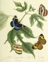 An illustration from An epitome of the natural history of the insects of China. Comprising figures and descriptions of upwards of one hundred new, singular, and beautiful species; together with some that are of importance in medicine, domestic economy, &c. The figures are accurately drawn, engraved and coloured, from specimens of the insects; the descriptions are arranged according to the system of Linnæus; with references to the writings of Fabricius, and other systematic authors / By E. Donovan. (1798)