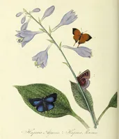 An illustration from An epitome of the natural history of the insects of China. Comprising figures and descriptions of upwards of one hundred new, singular, and beautiful species; together with some that are of importance in medicine, domestic economy, &c. The figures are accurately drawn, engraved and coloured, from specimens of the insects; the descriptions are arranged according to the system of Linnæus; with references to the writings of Fabricius, and other systematic authors / By E. Donovan. (1798)