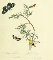 An illustration from An epitome of the natural history of the insects of China. Comprising figures and descriptions of upwards of one hundred new, singular, and beautiful species; together with some that are of importance in medicine, domestic economy, &c. The figures are accurately drawn, engraved and coloured, from specimens of the insects; the descriptions are arranged according to the system of Linnæus; with references to the writings of Fabricius, and other systematic authors / By E. Donovan. (1798)