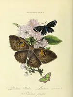 An illustration from An epitome of the natural history of the insects of China. Comprising figures and descriptions of upwards of one hundred new, singular, and beautiful species; together with some that are of importance in medicine, domestic economy, &c. The figures are accurately drawn, engraved and coloured, from specimens of the insects; the descriptions are arranged according to the system of Linnæus; with references to the writings of Fabricius, and other systematic authors / By E. Donovan. (1798)