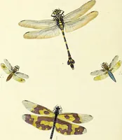 An illustration from An epitome of the natural history of the insects of China. Comprising figures and descriptions of upwards of one hundred new, singular, and beautiful species; together with some that are of importance in medicine, domestic economy, &c. The figures are accurately drawn, engraved and coloured, from specimens of the insects; the descriptions are arranged according to the system of Linnæus; with references to the writings of Fabricius, and other systematic authors / By E. Donovan. (1798)