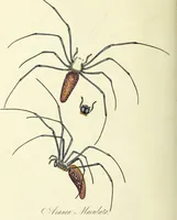 An illustration from An epitome of the natural history of the insects of China. Comprising figures and descriptions of upwards of one hundred new, singular, and beautiful species; together with some that are of importance in medicine, domestic economy, &c. The figures are accurately drawn, engraved and coloured, from specimens of the insects; the descriptions are arranged according to the system of Linnæus; with references to the writings of Fabricius, and other systematic authors / By E. Donovan. (1798)