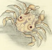 An illustration from An epitome of the natural history of the insects of China. Comprising figures and descriptions of upwards of one hundred new, singular, and beautiful species; together with some that are of importance in medicine, domestic economy, &c. The figures are accurately drawn, engraved and coloured, from specimens of the insects; the descriptions are arranged according to the system of Linnæus; with references to the writings of Fabricius, and other systematic authors / By E. Donovan. (1798)