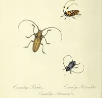 An illustration from An epitome of the natural history of the insects of China. Comprising figures and descriptions of upwards of one hundred new, singular, and beautiful species; together with some that are of importance in medicine, domestic economy, &c. The figures are accurately drawn, engraved and coloured, from specimens of the insects; the descriptions are arranged according to the system of Linnæus; with references to the writings of Fabricius, and other systematic authors / By E. Donovan. (1798)