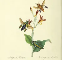 An illustration from An epitome of the natural history of the insects of China. Comprising figures and descriptions of upwards of one hundred new, singular, and beautiful species; together with some that are of importance in medicine, domestic economy, &c. The figures are accurately drawn, engraved and coloured, from specimens of the insects; the descriptions are arranged according to the system of Linnæus; with references to the writings of Fabricius, and other systematic authors / By E. Donovan. (1798)