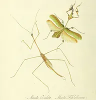 An illustration from An epitome of the natural history of the insects of China. Comprising figures and descriptions of upwards of one hundred new, singular, and beautiful species; together with some that are of importance in medicine, domestic economy, &c. The figures are accurately drawn, engraved and coloured, from specimens of the insects; the descriptions are arranged according to the system of Linnæus; with references to the writings of Fabricius, and other systematic authors / By E. Donovan. (1798)