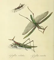 An illustration from An epitome of the natural history of the insects of China. Comprising figures and descriptions of upwards of one hundred new, singular, and beautiful species; together with some that are of importance in medicine, domestic economy, &c. The figures are accurately drawn, engraved and coloured, from specimens of the insects; the descriptions are arranged according to the system of Linnæus; with references to the writings of Fabricius, and other systematic authors / By E. Donovan. (1798)
