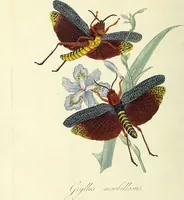 An illustration from An epitome of the natural history of the insects of China. Comprising figures and descriptions of upwards of one hundred new, singular, and beautiful species; together with some that are of importance in medicine, domestic economy, &c. The figures are accurately drawn, engraved and coloured, from specimens of the insects; the descriptions are arranged according to the system of Linnæus; with references to the writings of Fabricius, and other systematic authors / By E. Donovan. (1798)