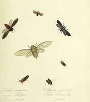 An illustration from An epitome of the natural history of the insects of China. Comprising figures and descriptions of upwards of one hundred new, singular, and beautiful species; together with some that are of importance in medicine, domestic economy, &c. The figures are accurately drawn, engraved and coloured, from specimens of the insects; the descriptions are arranged according to the system of Linnæus; with references to the writings of Fabricius, and other systematic authors / By E. Donovan. (1798)