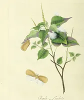 An illustration from An epitome of the natural history of the insects of China. Comprising figures and descriptions of upwards of one hundred new, singular, and beautiful species; together with some that are of importance in medicine, domestic economy, &c. The figures are accurately drawn, engraved and coloured, from specimens of the insects; the descriptions are arranged according to the system of Linnæus; with references to the writings of Fabricius, and other systematic authors / By E. Donovan. (1798)