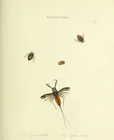 An illustration from An epitome of the natural history of the insects of China. Comprising figures and descriptions of upwards of one hundred new, singular, and beautiful species; together with some that are of importance in medicine, domestic economy, &c. The figures are accurately drawn, engraved and coloured, from specimens of the insects; the descriptions are arranged according to the system of Linnæus; with references to the writings of Fabricius, and other systematic authors / By E. Donovan. (1798)