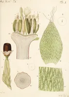 An illustration from Fundamentum historiae naturalis muscorum frondosorum concernens eorum flores, fructus, seminalem propagationem adjecta generum dispositione methodica. Iconibus illustratis / [Johann Hedwig]. (1782)
