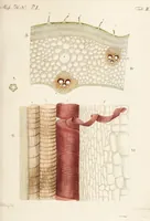 An illustration from Fundamentum historiae naturalis muscorum frondosorum concernens eorum flores, fructus, seminalem propagationem adjecta generum dispositione methodica. Iconibus illustratis / [Johann Hedwig]. (1782)