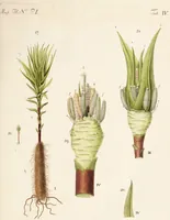 An illustration from Fundamentum historiae naturalis muscorum frondosorum concernens eorum flores, fructus, seminalem propagationem adjecta generum dispositione methodica. Iconibus illustratis / [Johann Hedwig]. (1782)