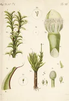 An illustration from Fundamentum historiae naturalis muscorum frondosorum concernens eorum flores, fructus, seminalem propagationem adjecta generum dispositione methodica. Iconibus illustratis / [Johann Hedwig]. (1782)