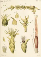 An illustration from Fundamentum historiae naturalis muscorum frondosorum concernens eorum flores, fructus, seminalem propagationem adjecta generum dispositione methodica. Iconibus illustratis / [Johann Hedwig]. (1782)
