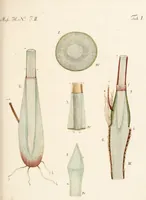 An illustration from Fundamentum historiae naturalis muscorum frondosorum concernens eorum flores, fructus, seminalem propagationem adjecta generum dispositione methodica. Iconibus illustratis / [Johann Hedwig]. (1782)