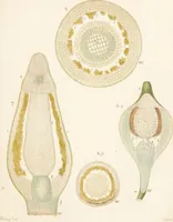 An illustration from Fundamentum historiae naturalis muscorum frondosorum concernens eorum flores, fructus, seminalem propagationem adjecta generum dispositione methodica. Iconibus illustratis / [Johann Hedwig]. (1782)
