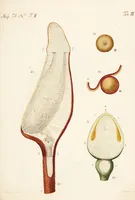 An illustration from Fundamentum historiae naturalis muscorum frondosorum concernens eorum flores, fructus, seminalem propagationem adjecta generum dispositione methodica. Iconibus illustratis / [Johann Hedwig]. (1782)